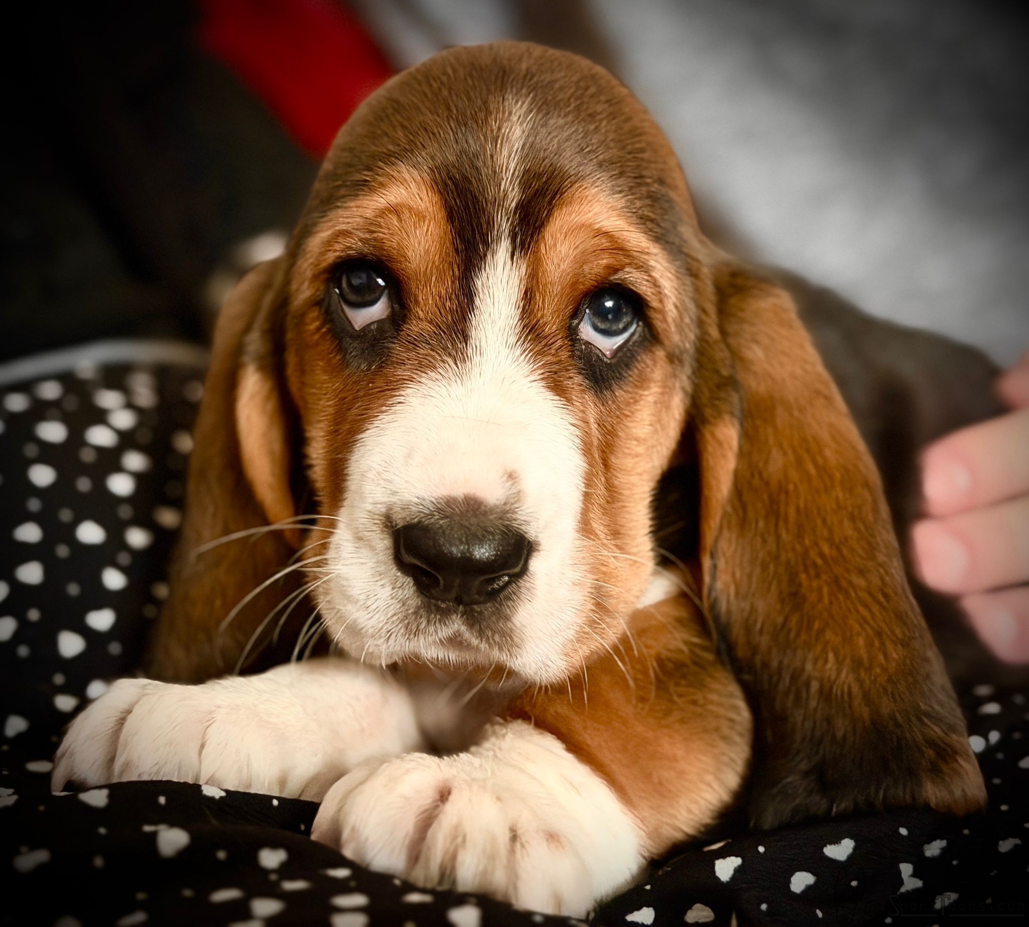 BridgetBonesPhillips